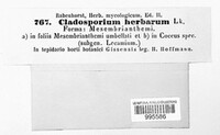 Cladosporium herbarum image